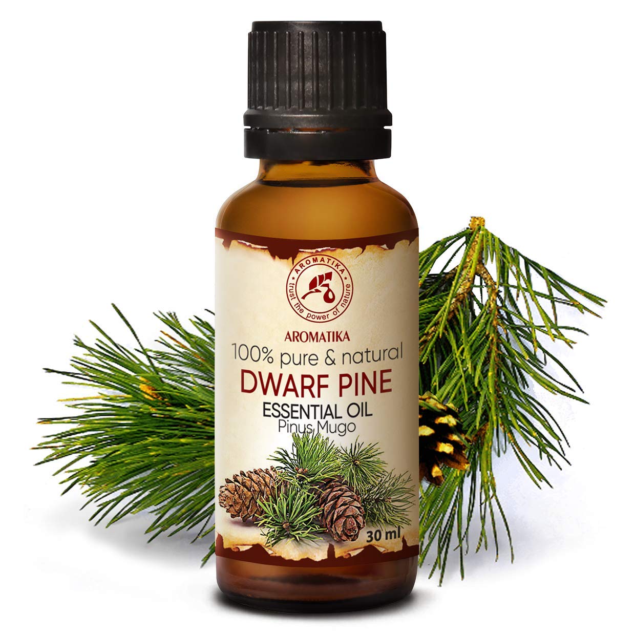 aromatika-latschenkiefer-l-therisches-l-30-ml-sauna-pinus-mugo image 2