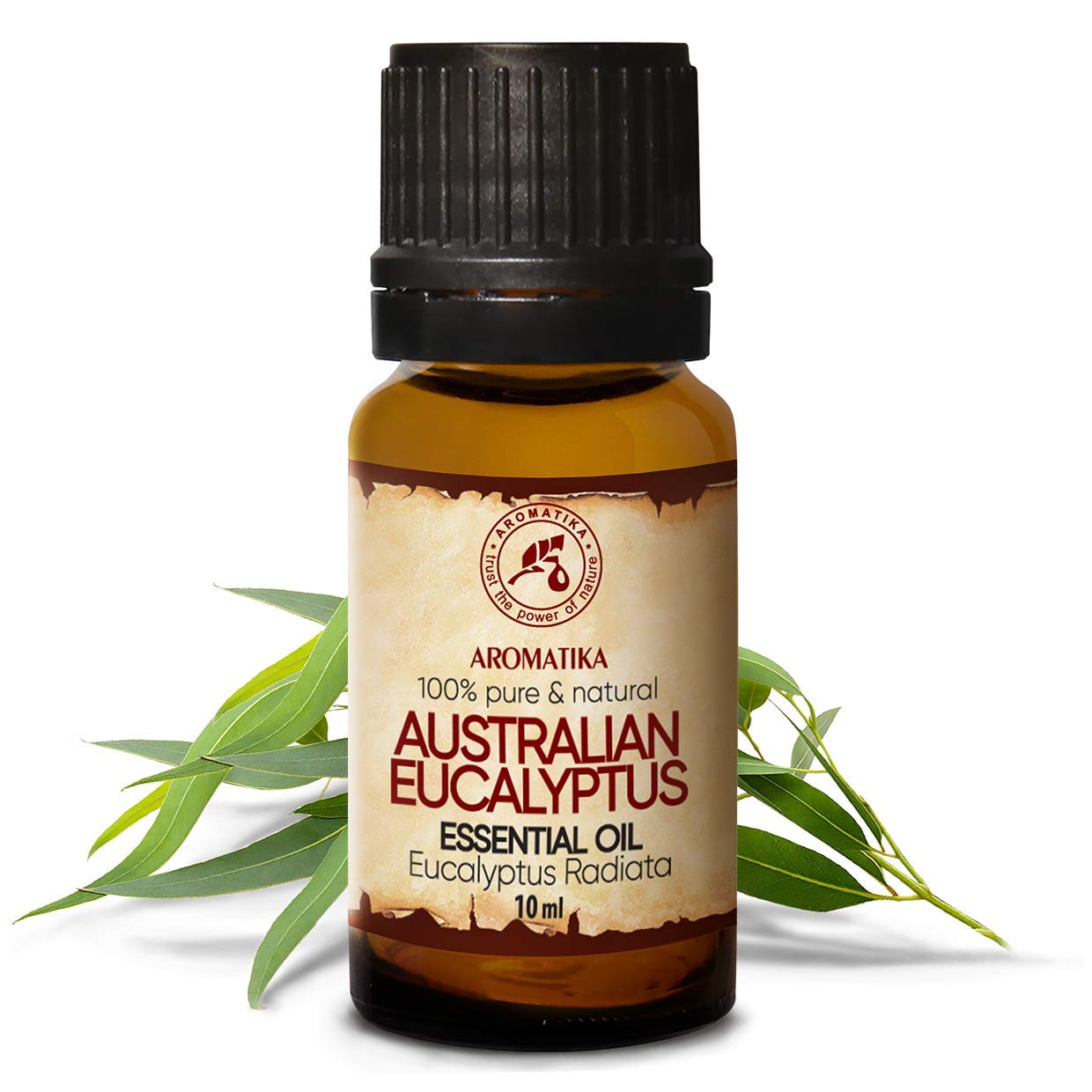 aromatika-eukalyptus-l-radiata-therisches-l-10-ml image 2