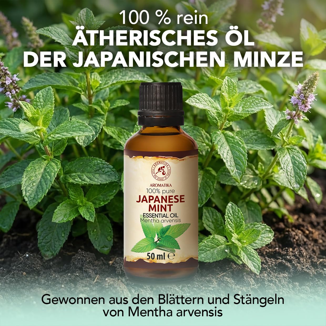 aromatika-japanische-minze-therisches-l-50ml-diffuser image 2