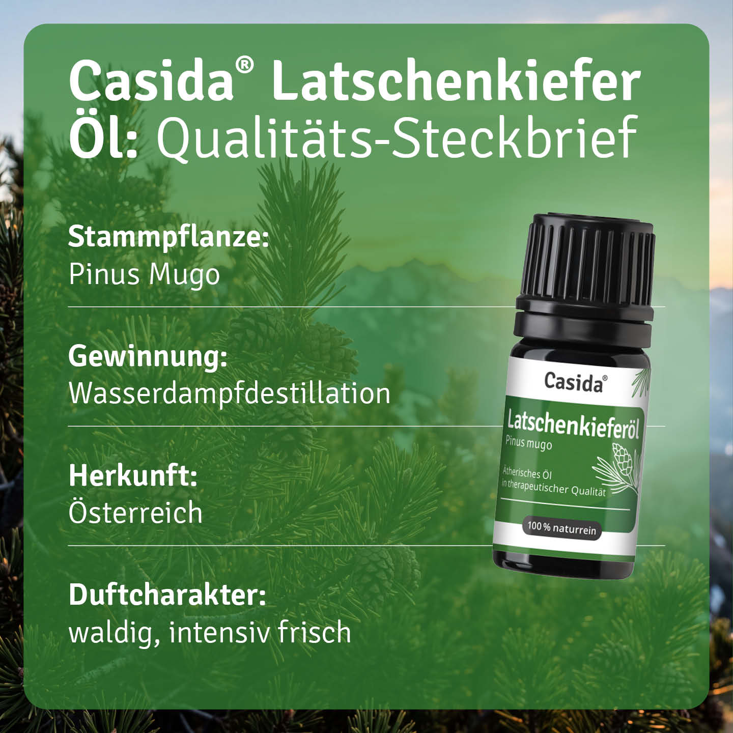 casida-latschenkiefer-l-therisches-l-waldfrisch-2 image 3