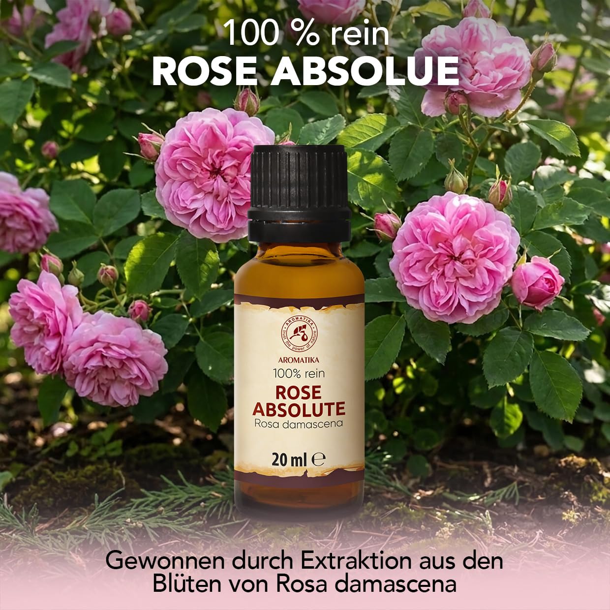 aromatika-essential-oils-rose-absolue-duft-l-20-ml image 2