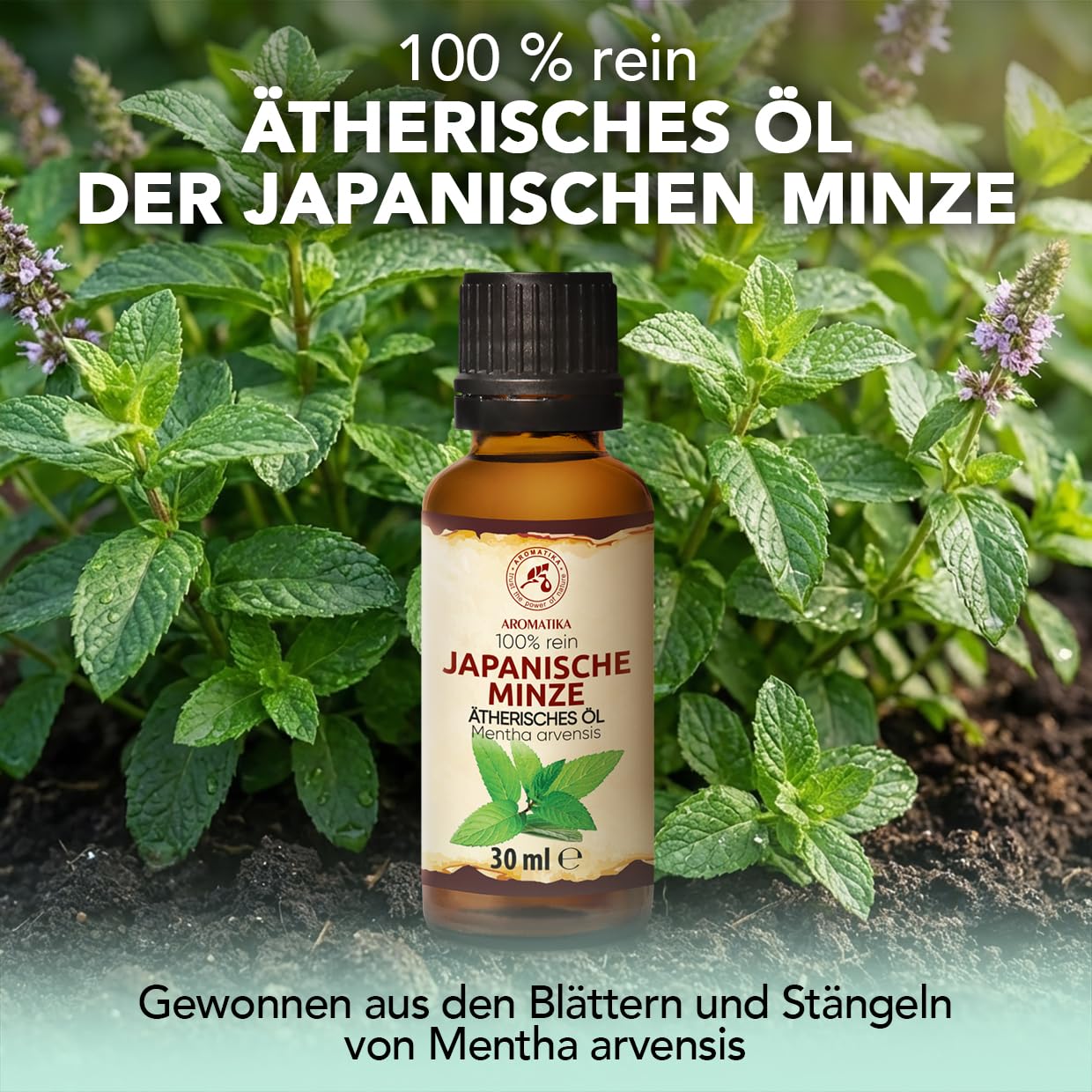 aromatika-japanische-minze-therisches-l-30-ml-rein-frisch image 2