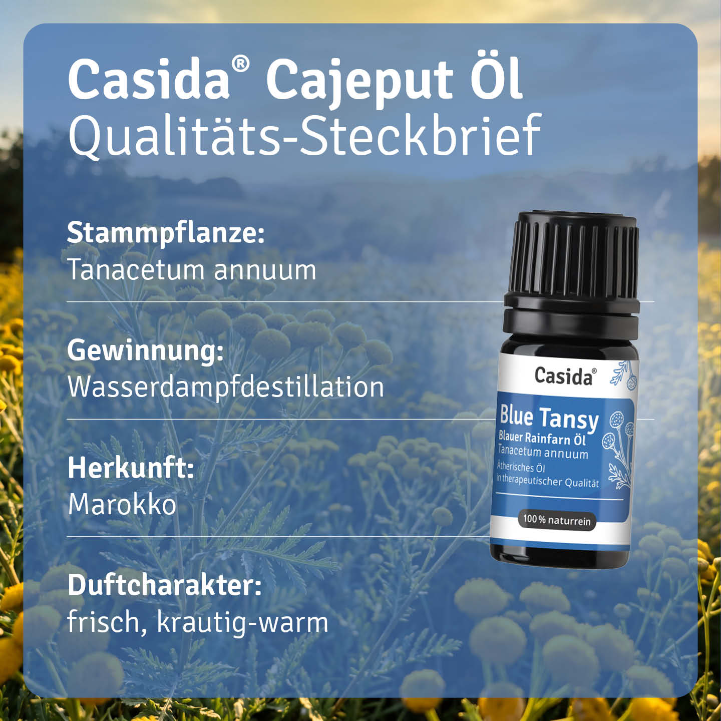 casida-blue-tansy-blauer-rainfarn-l-therisch-blau image 4