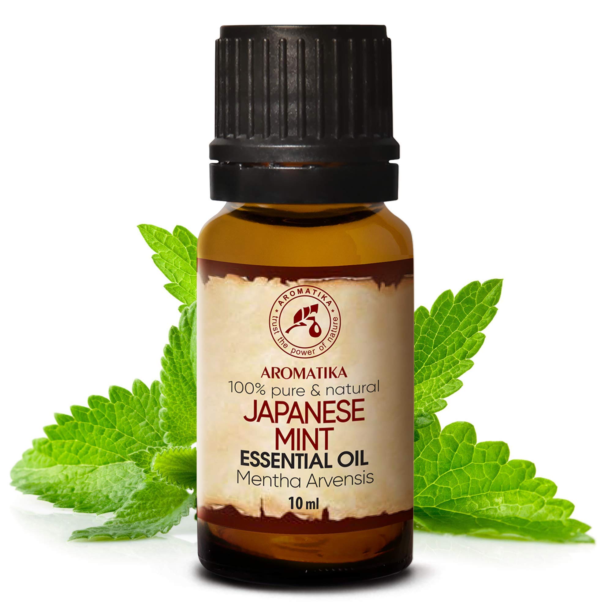 aromatika-japanische-minze-minz-l-10-ml-mentha-arvensis image 2
