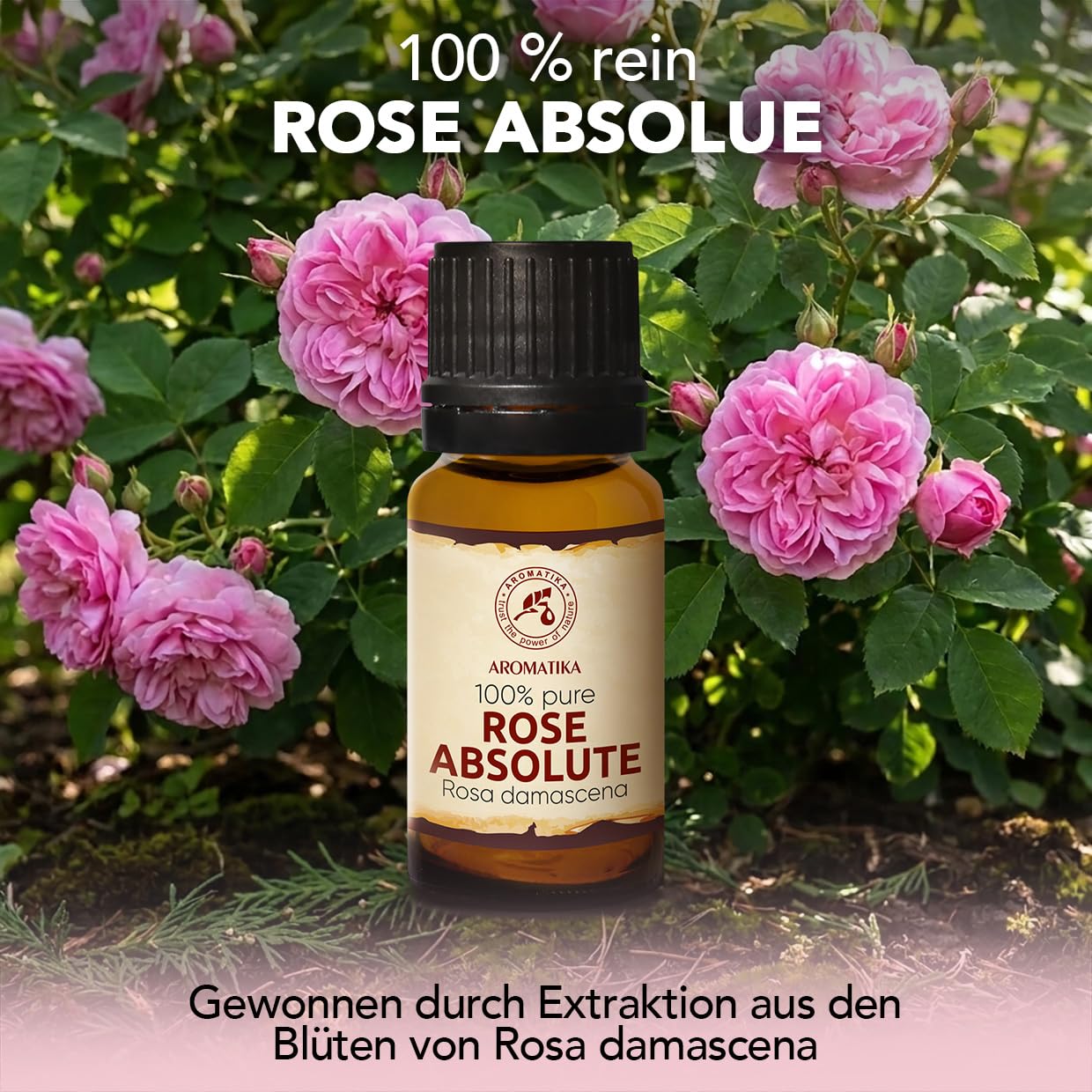 aromatika-rose-absolue-duft-l-10ml-f-r-diffusor image 2
