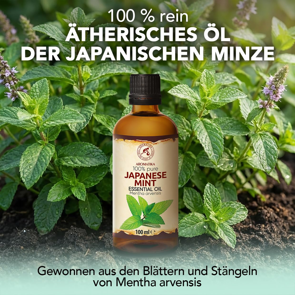 aromatika-essential-oils-japanische-minze-duft-l-100-ml-frisch image 2